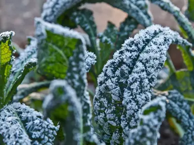 What Is The Frost Tolerance Of Bird Of Paradise?