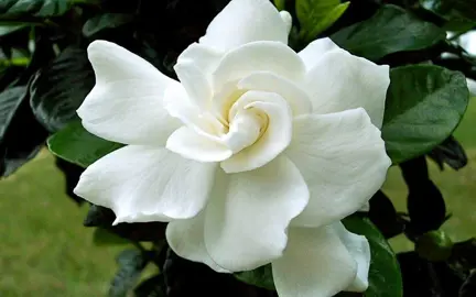 Gardenia August Beauty Information.