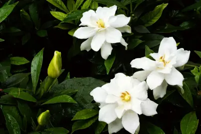 What Are The Benefits Of Growing Gardenia?