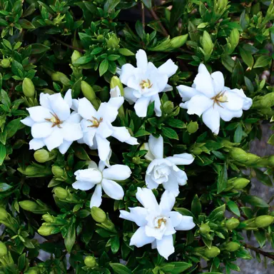 How Long Do Gardenias Bloom?