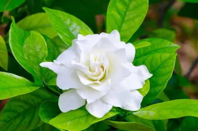 Gardenia Jasminoides Information.