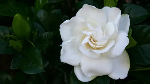 How Long Does Gardenia Live For?