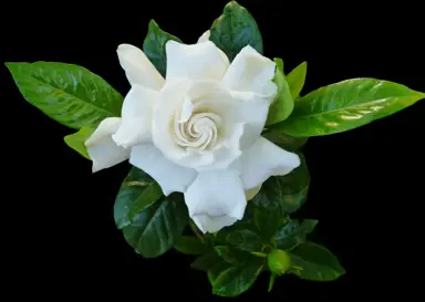 What Gardenia Has The Prettiest Flowers?