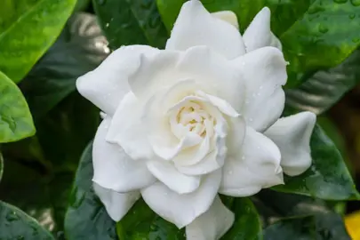 Gardenia Jasminoides 'Veitchii' Information.