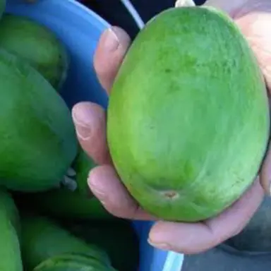 What Is the Giant Feijoa Fruiting Variety?