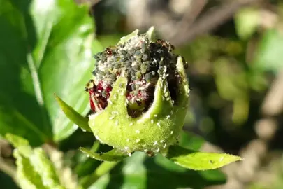 Green Bugs On Hibiscus Flower Buds.