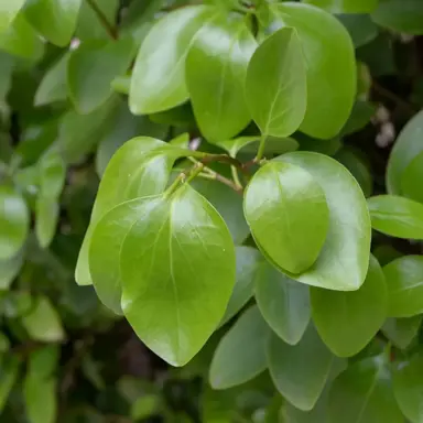 What Is The Lifespan Of The Griselinia?
