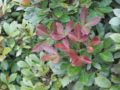 Can You Grow Pseudopanax In Pots?