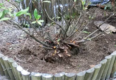 Can Azaleas Be Cut Back To The Ground?