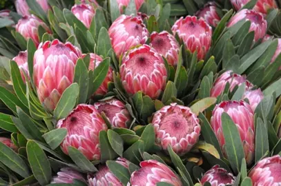What Is The Hardiest Protea?