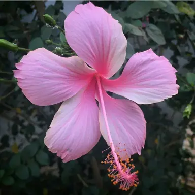 Do Hibiscus Grow In New Zealand?