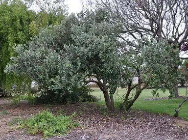 How Big Do Feijoa Trees Grow?