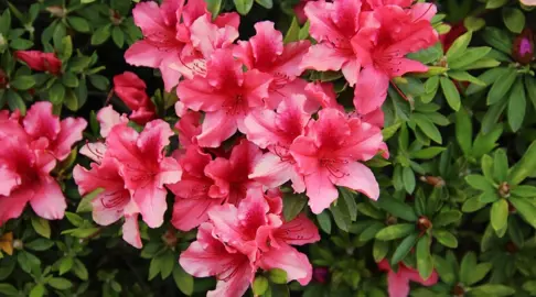 How To Care For Azaleas.