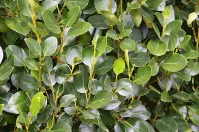 How Do You Make Griselinia Littoralis Bushy?