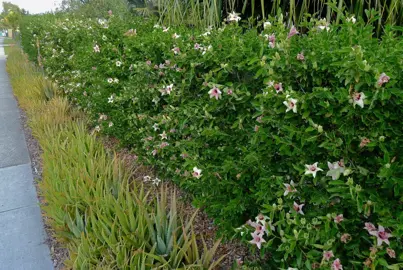 How Do You Prune A Hibiscus Bush?