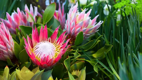 How To Care For Proteas.