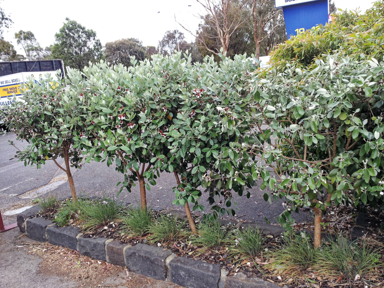 How To Grow An Informal Feijoa Hedge?