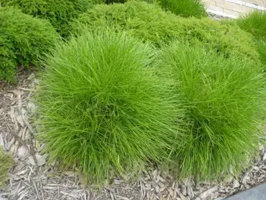 Is Lomandra Little Con A Good Variety?