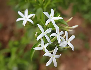 What Flowers Smells Better: Jasmine Or Gardenia?