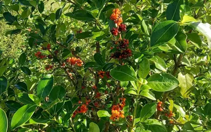 Are Karamu Berries Edible?