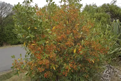 How Big Do Karamu Plants Get?