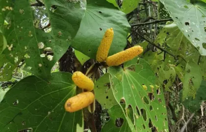 What Are The Benefits Of Kawakawa Berries?