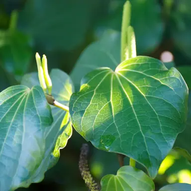 Is Kawakawa A Maori Plant?