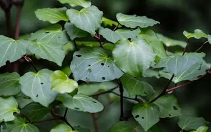 Kawakawa Plant Information.