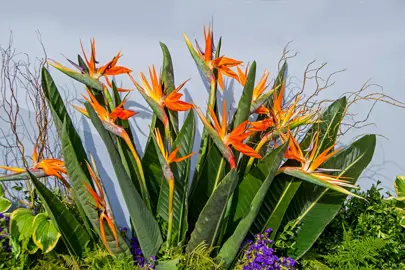 How To Keep Bird Of Paradise Small.