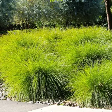 Lomandra Little Pal Information.