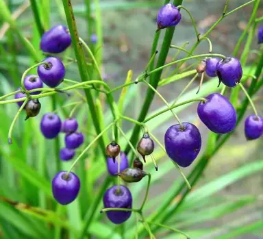 What Is The NZ Blueberry?