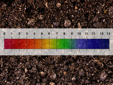 What Is The Optimum Soil pH For Hibiscus?