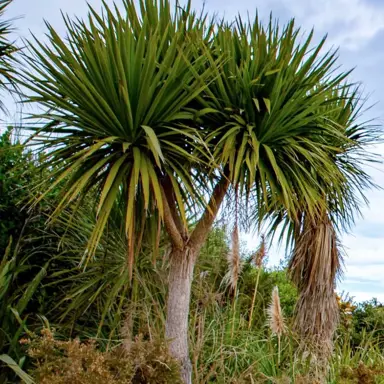 How Do You Plant A Cabbage Tree?