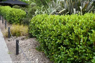What Are The Popular Griselinia Hedge Plant Varieties In NZ?