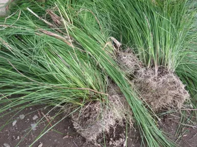 How To Propagate Lomandra By Division.