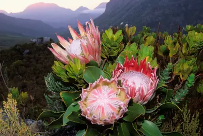What Is The Lifespan Of Protea?