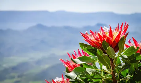 Why Are Proteas Called Sugarbushes?