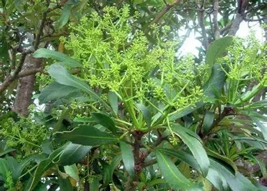 How Tall Does Pseudopanax Grow?