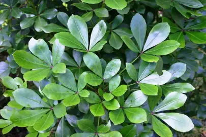 Pseudopanax Lessonii Characteristics.