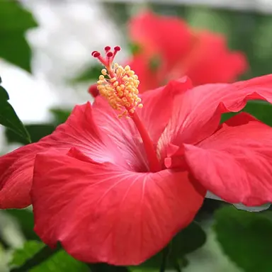 Red Hibiscus Varieties.