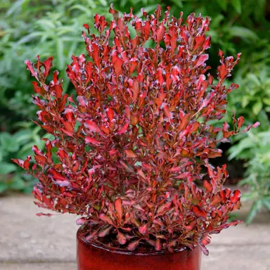 What Is The Red Leaf Plant In NZ?