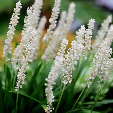 How Far Apart Should Liriope Muscari ‘Monroe White’ Be Planted?