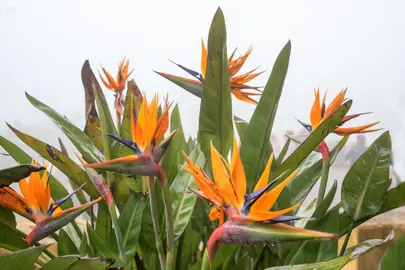 Strelitzia Reginae Information.