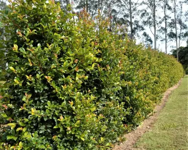 How Far Apart To Plant A Syzygium ‘Resilience’ Hedge?