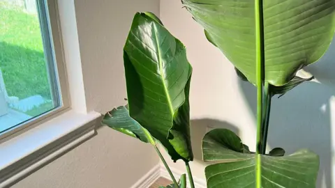 What Is Wrong With My Bird Of Paradise?