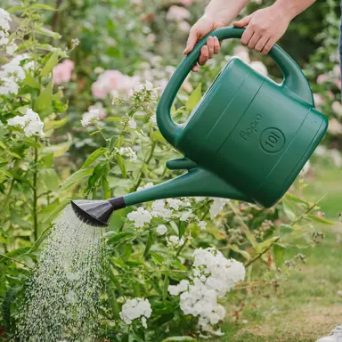 When To Water Hibiscus.