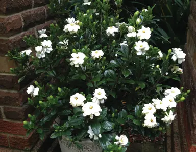 Where Do Gardenia Grow Best?