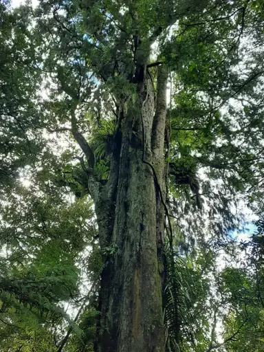 Where Can I Grow A Rimu Tree In New Zealand?