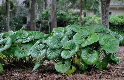 Where Is The Best Place To Plant A Leopard Plant?