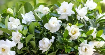 Gardenia Information To Grow Stunning Plants .